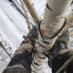 Arborysta zabezpieczony liną podczas pracy na wysokości na brzozie