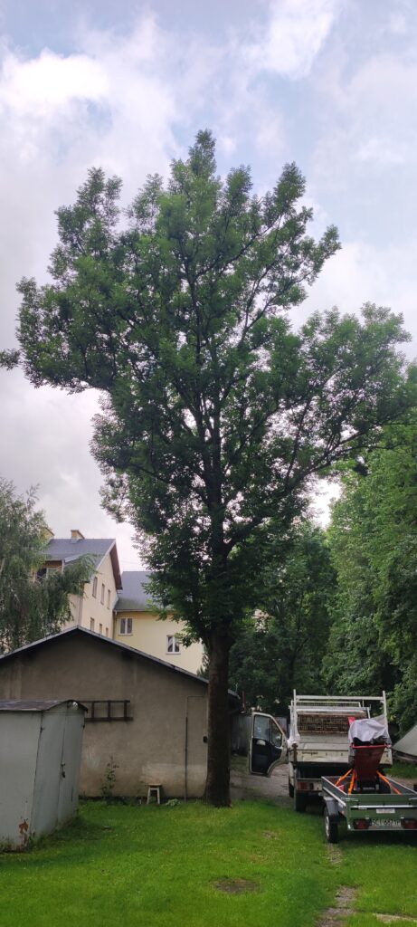 Duże drzewo rosnące przy zabudowaniach przed wykonaniem prac – MATTUR