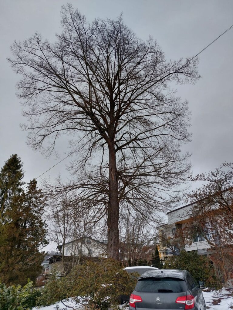 Duże drzewo przed wycinką w Wiśle
