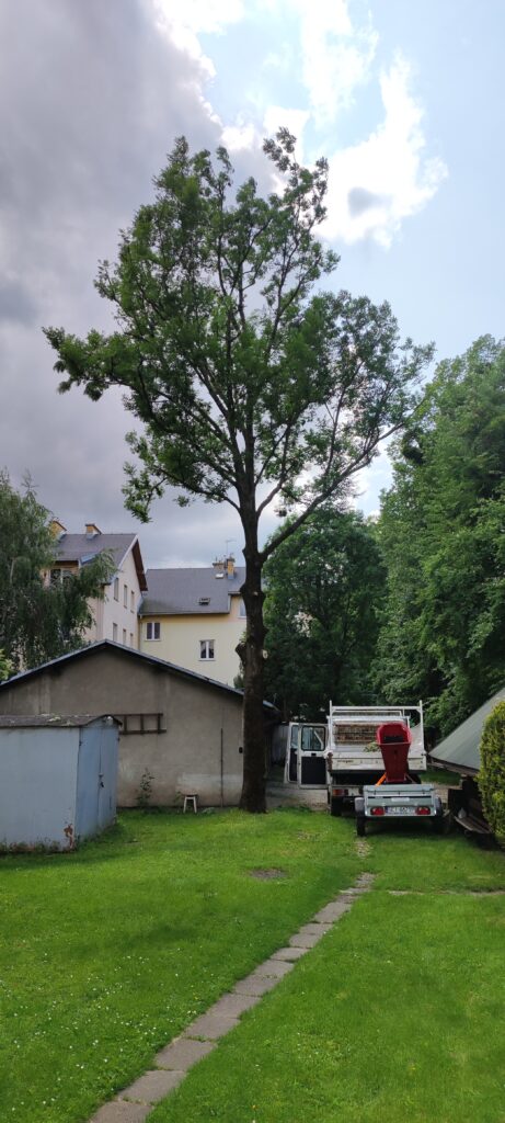 Drzewo podczas etapowej wycinki sekcyjnej przy budynkach – MATTUR