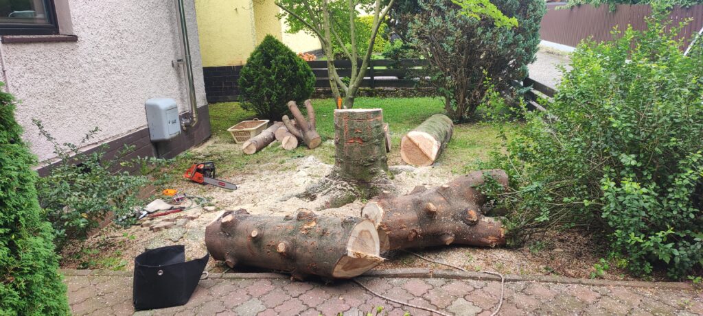 Fragmenty pnia po kontrolowanej wycince drzewa w ograniczonej przestrzeni