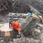 Pocięte fragmenty pnia i gałęzie po zakończeniu wycinki drzewa
