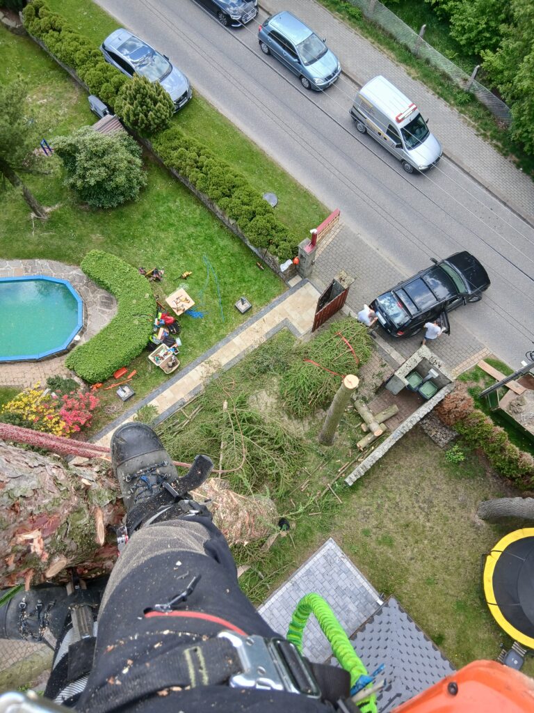 Sekcyjna wycinka drzewa z użyciem lin w Wiśle