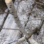Sekcyjne usuwanie konarów brzozy podczas pracy na wysokości
